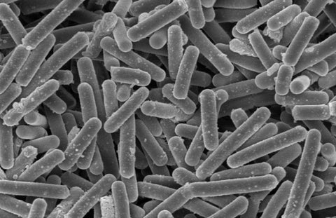 Happiness Lactic Acid Bacteria