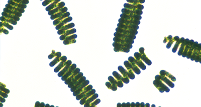Spirulina
